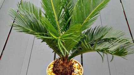 Hvordan dyrke palmetre?