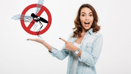 Hva gjøres for å forhindre at fluer kommer inn i huset? Flyavvisende metoder ...