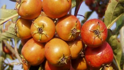 Hva er fordelene med hagtornsfrukt? Hvis du regelmessig bruker hagtorneddik ...